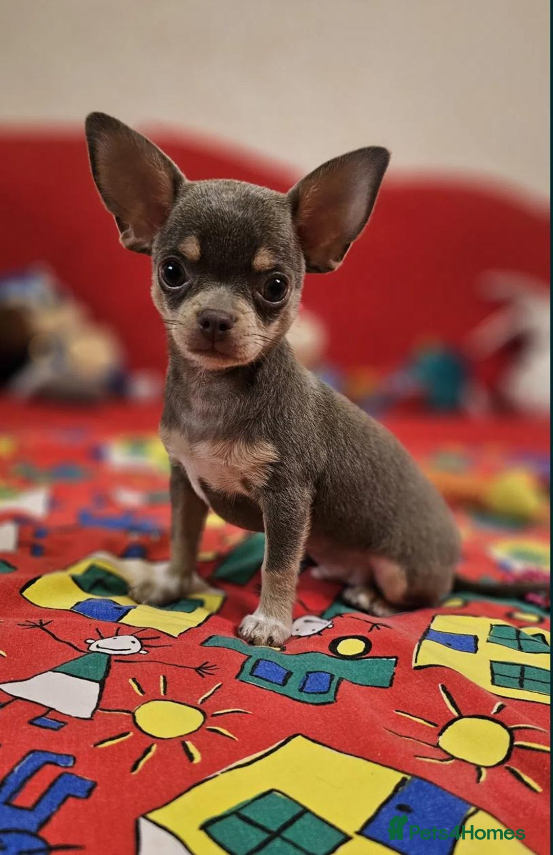 Chihuahua dogs for sale: Adorable 🐶🥰 Mini Girl Available  - Image 7