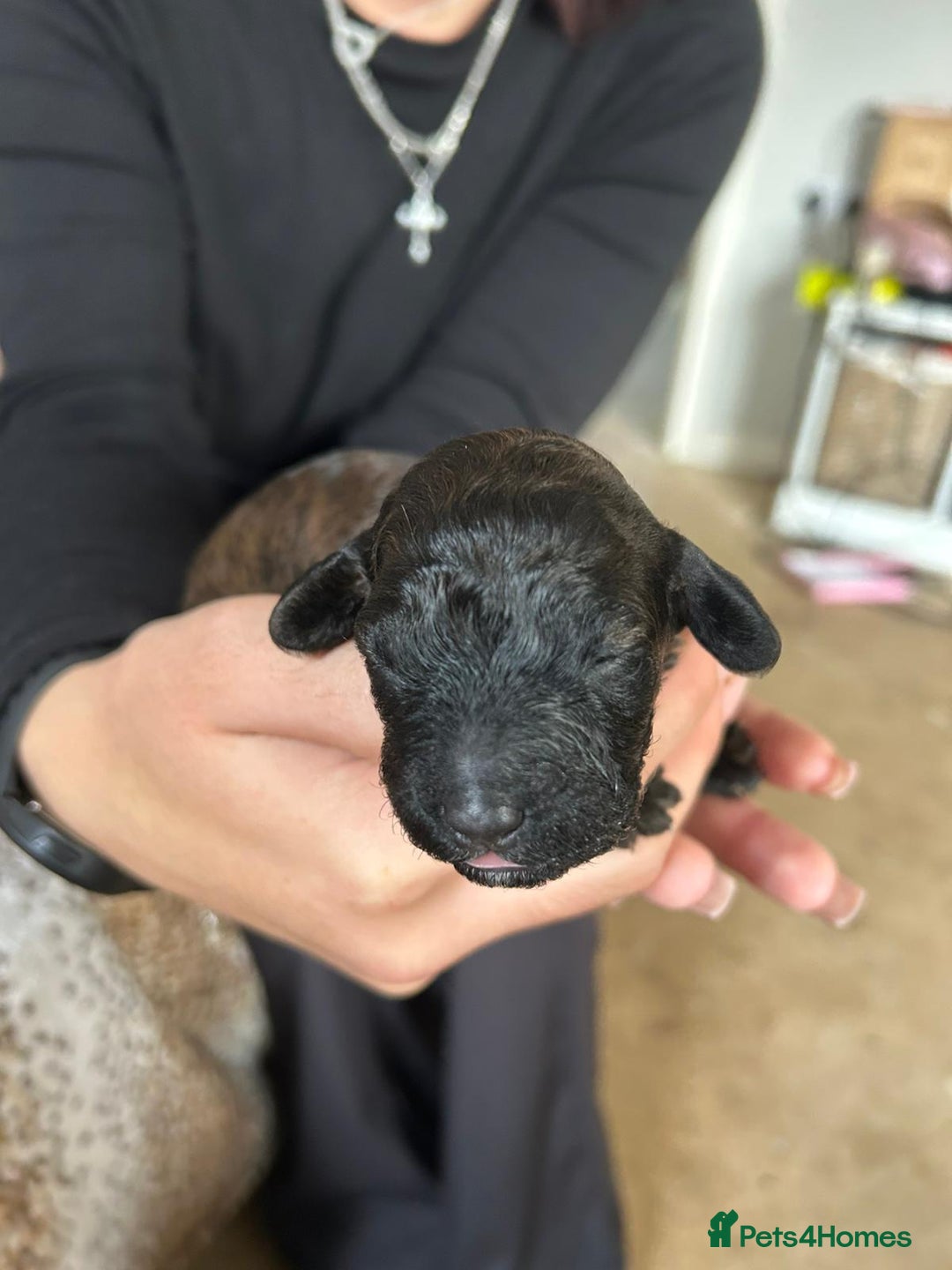 Cockapoo dogs for sale: F1b cockerpoo puppies - Image 19