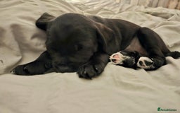 Mixed Breed dogs for sale: Last little girl of the litter left - Image 2