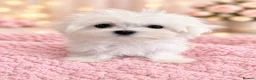 Maltese dogs for sale: Pure Korean Maltese puppies  - Advert 8