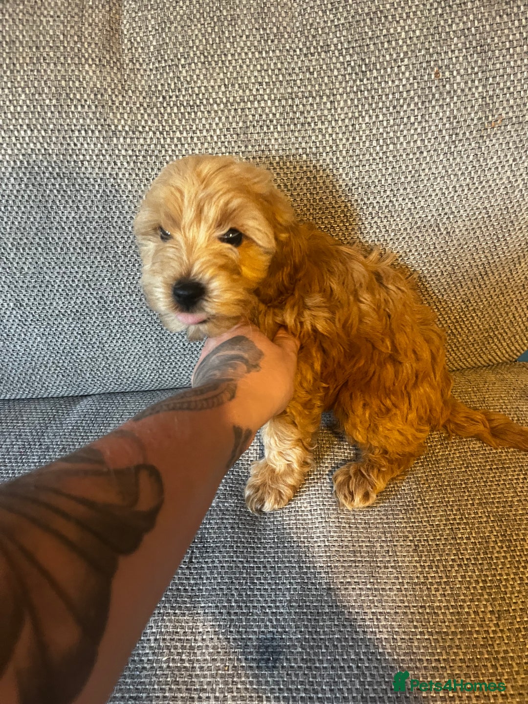 Cockapoo dogs for sale: 3 gorgeous cockapoo puppies  - Image 4