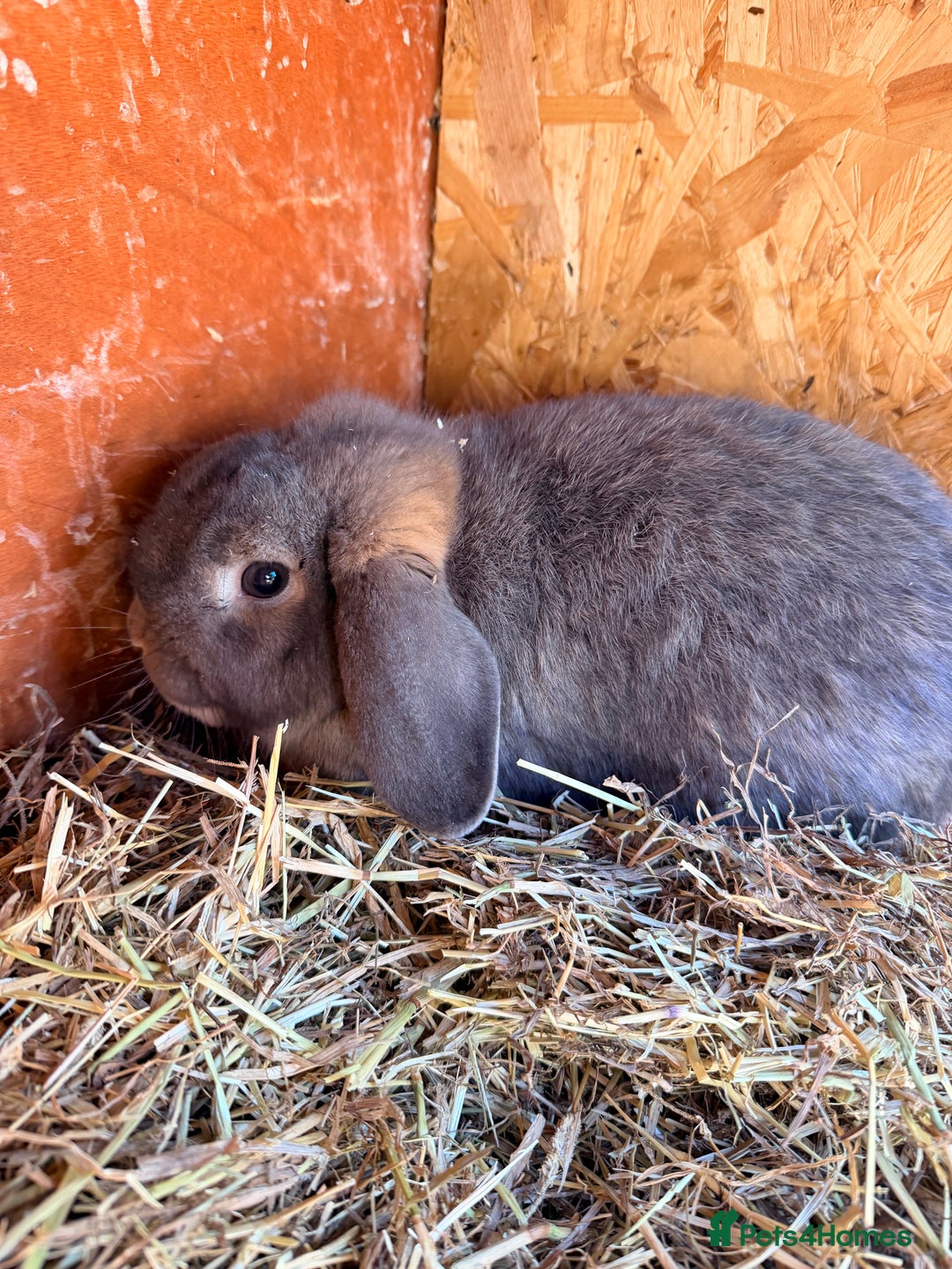 Mini Lop rabbits for sale: I am selling 4 bunnies  - Advert 8