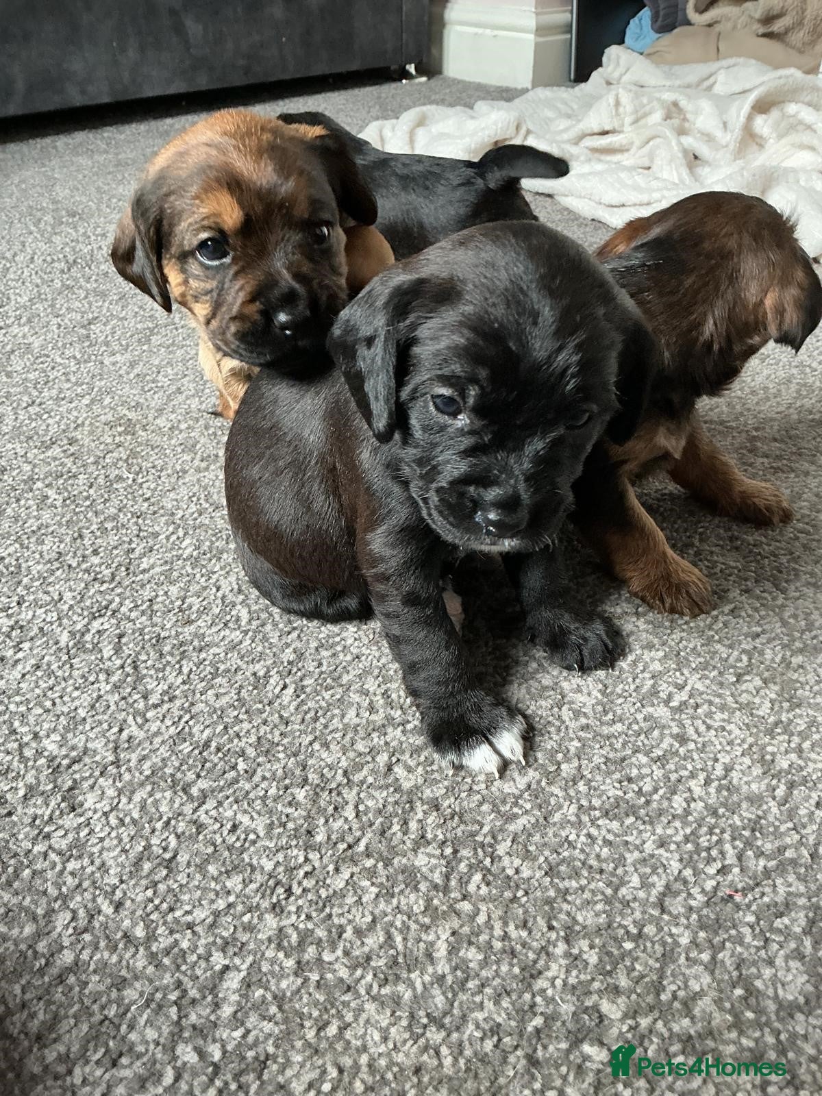 Mixed Breed dogs 4 beautiful pups for sale - Advert 6