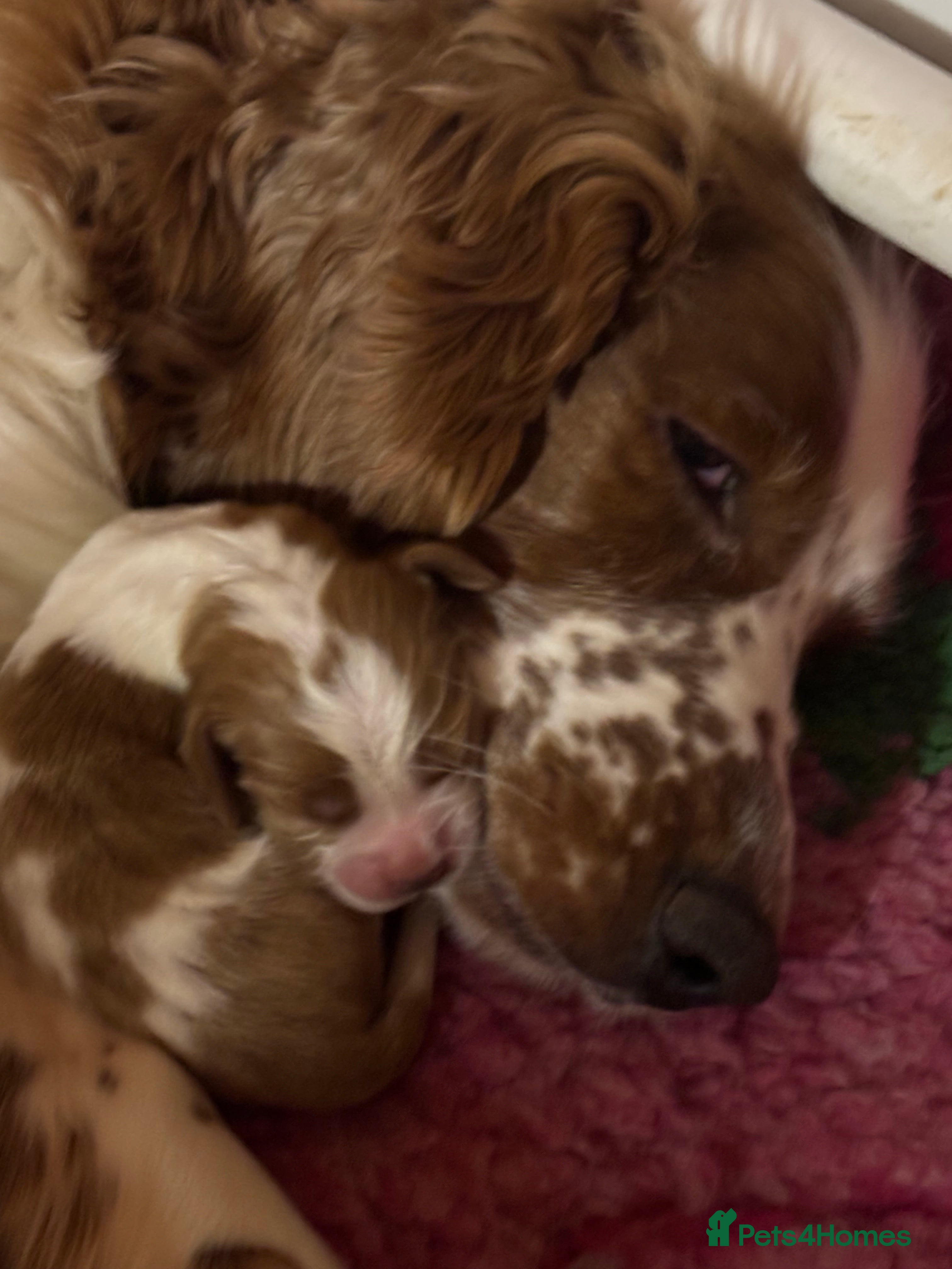 Welsh Springer Spaniel dogs Handsome boy  - Advert 2