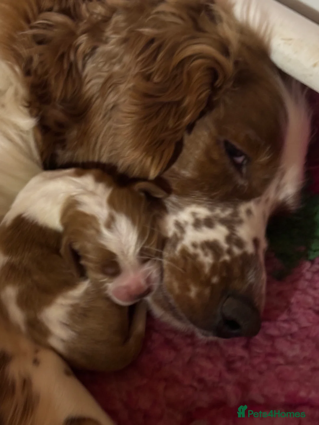 Welsh Springer Spaniel dogs for sale: Handsome boy  - Advert 1