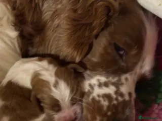 Welsh Springer Spaniel dogs Handsome boy - Advert 2