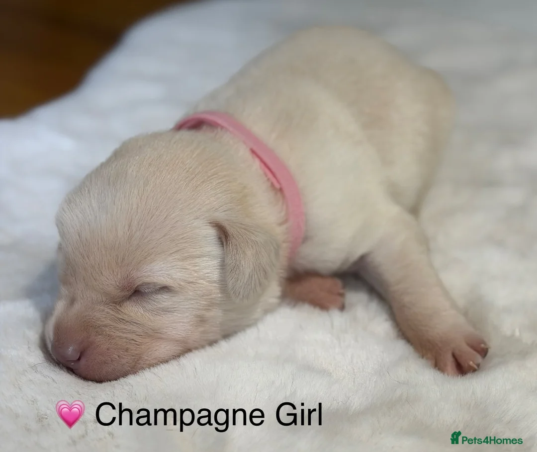 Labrador Retriever dogs for sale: Stunning Silver Charcoal Champagne Labrador pups - Advert 39