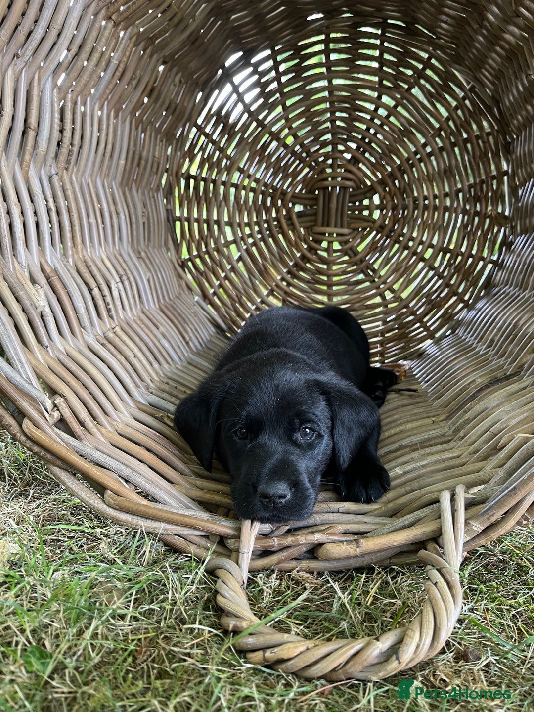 Labrador Retriever dogs for sale: Two Labrador Dog Puppies - black - Image 9