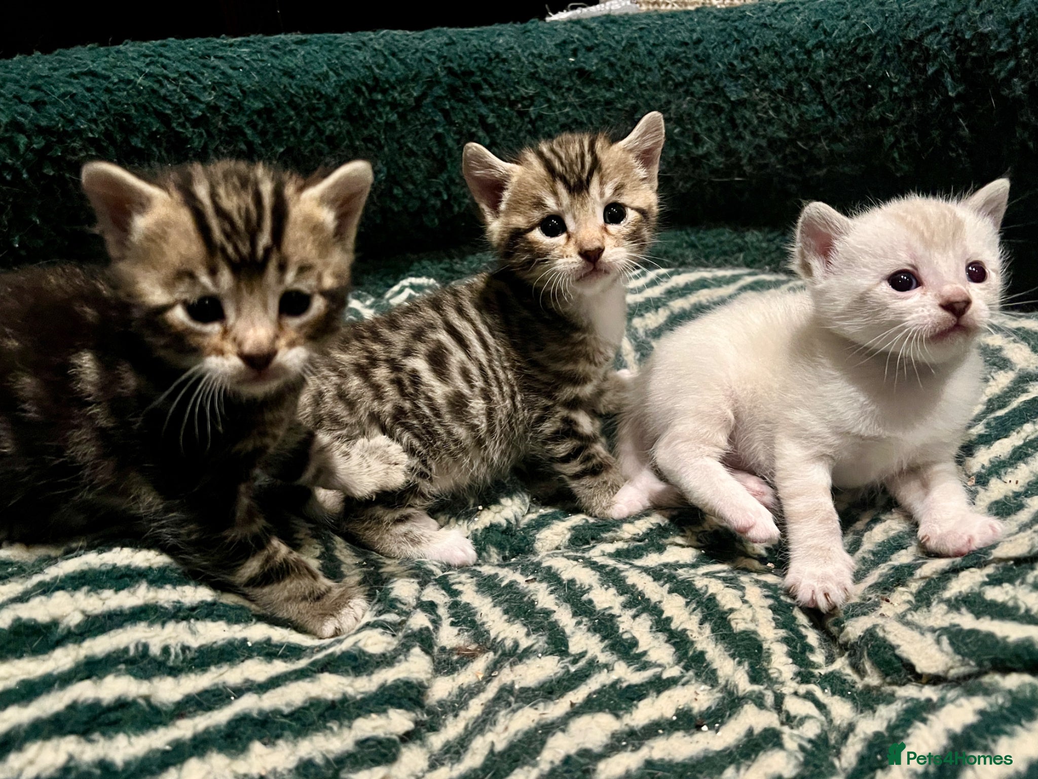 Bengal cats Bengal kittens  - Advert 1