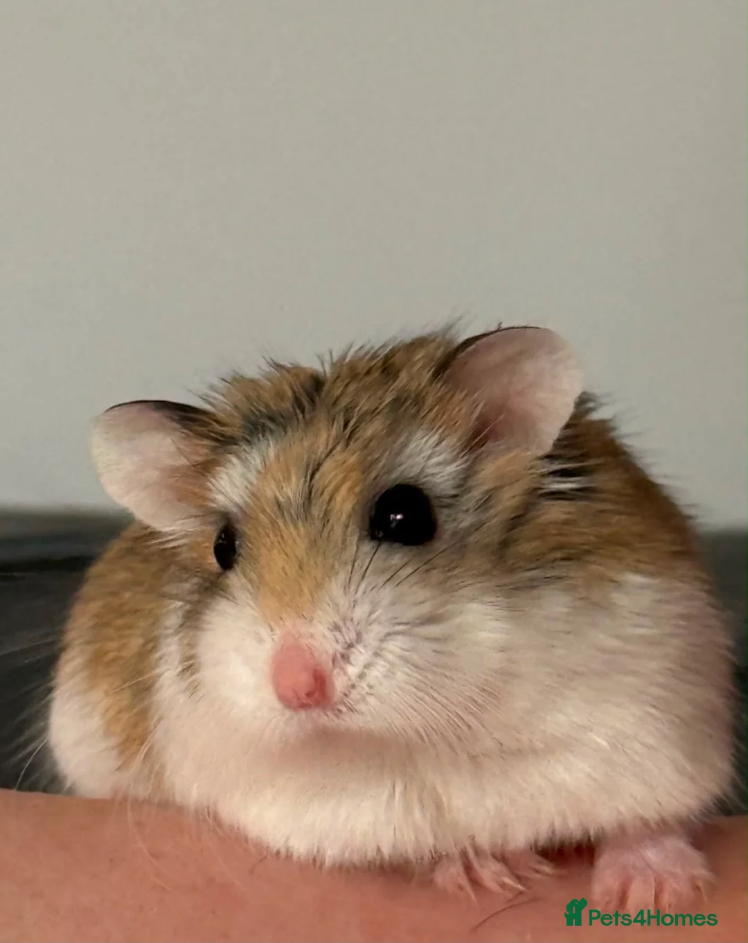 Hamster rodents for sale: Roborovski dwarf hamster - Advert 2