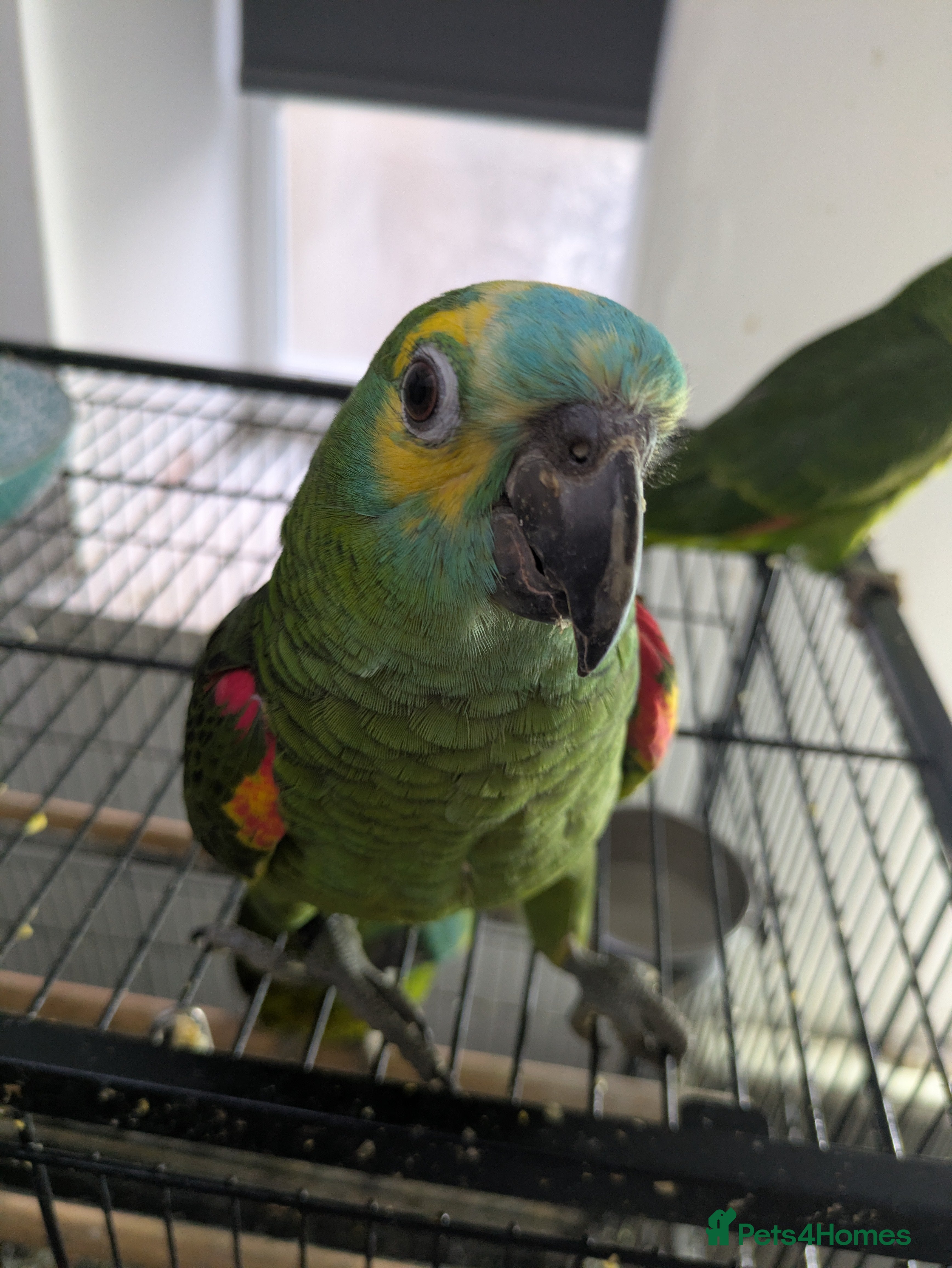 Parrots birds Blue fronted Amazons semi tamed nice and healthy - Advert 19