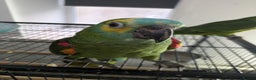 Parrots birds for sale: Hand reared super friendly blue fronted Amazons  - Advert 8
