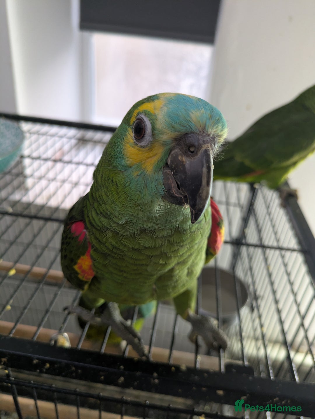 Parrots birds for sale: Hand reared super friendly blue fronted Amazons  - Advert 8