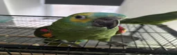 Parrots birds for sale: Hand reared super friendly blue fronted Amazons  - Advert 8