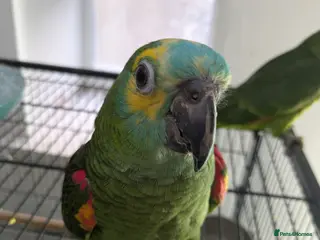 Parrots birds Blue fronted Amazons semi tamed nice and healthy - Advert 19