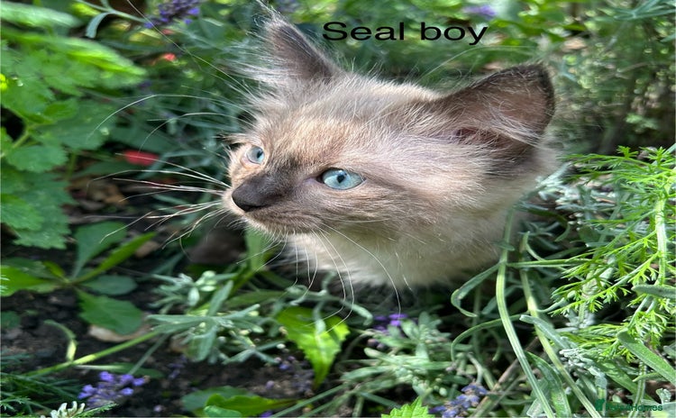 Ragdoll cats - Advert 7