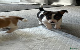 Jack Russell dogs for sale: Adorable Short Legged Jack Russell Puppies - Image 6