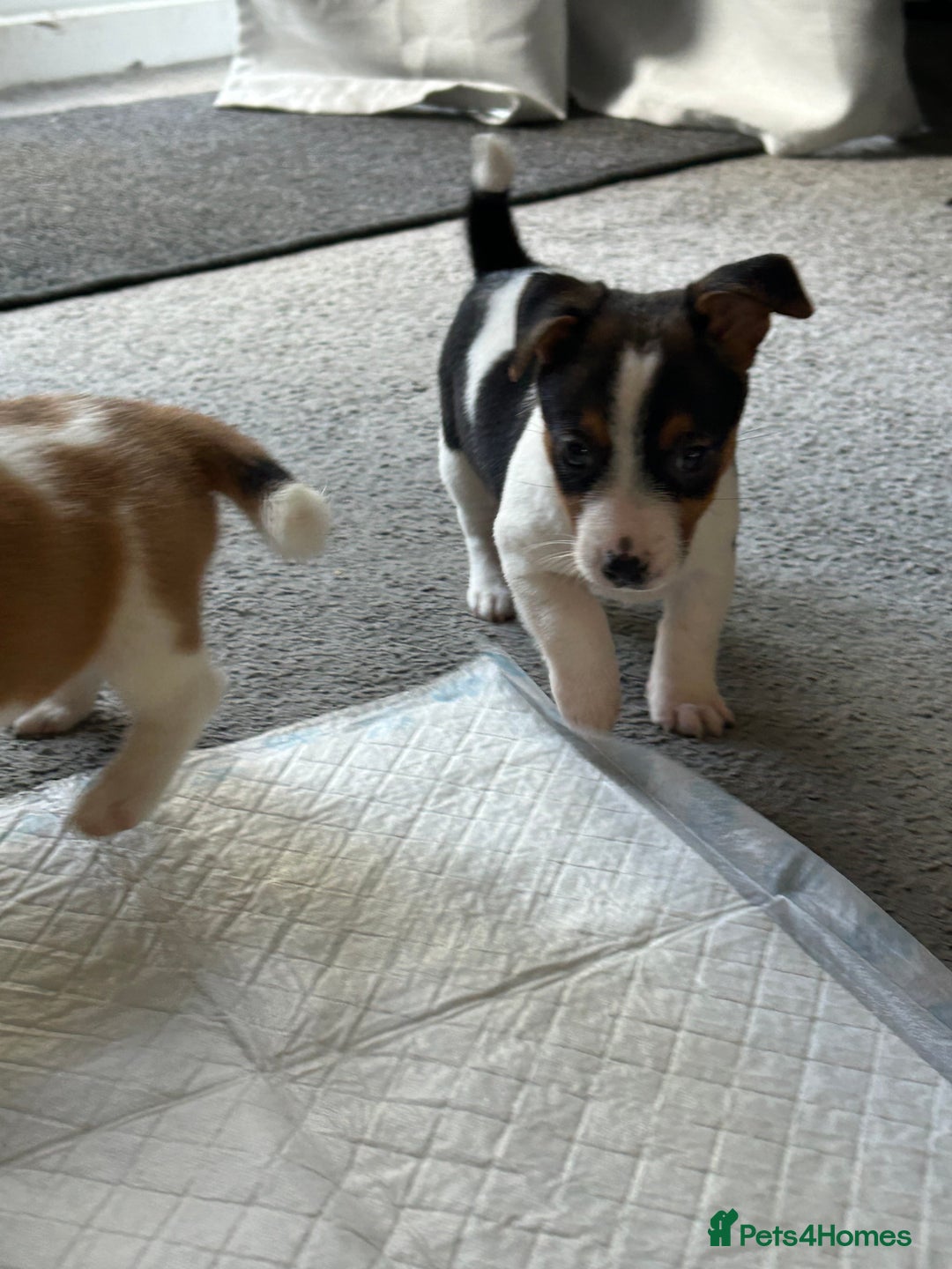 Jack Russell dogs for sale: Adorable Short Legged Jack Russell Puppies - Image 6