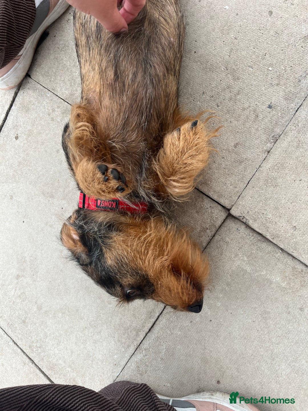 Dachshund dogs for sale: STANDARD DACHSHUND  - Image 3