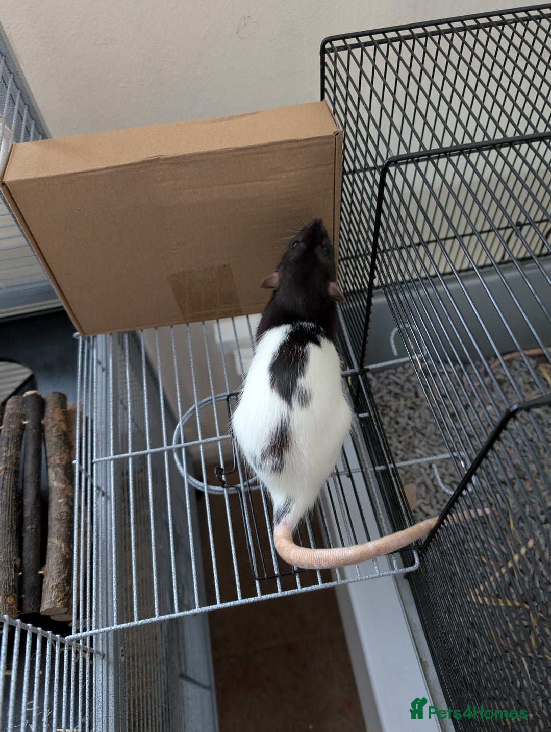 Rat rodents for sale: 2 female rats (4 month old) full cage setup  - Image 3