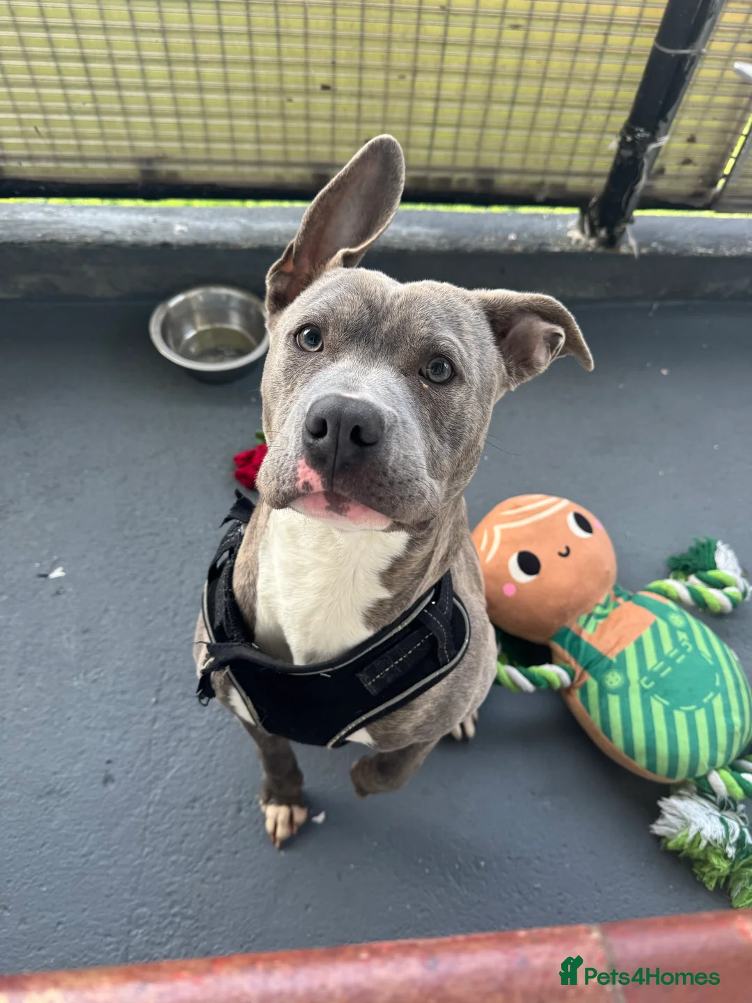 Mixed Breed dogs for sale: Cane Corso pup  - Advert 1