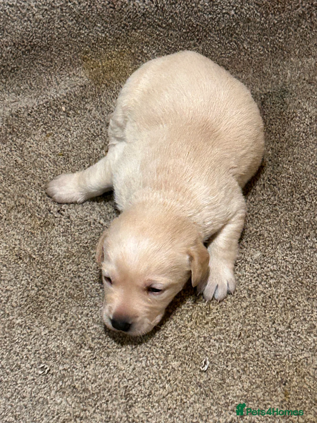 Labrador Retriever dogs for sale: Labrador golden puppies  - Advert 5