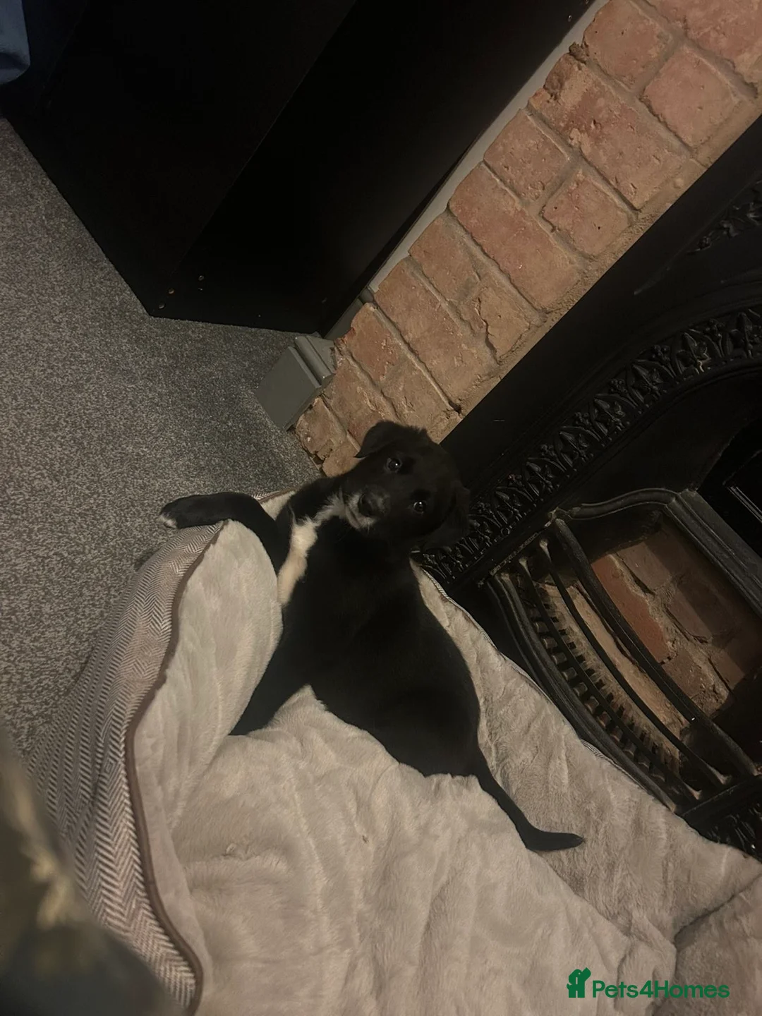 Borador dogs for sale: Ruby 9 week old border collie pup  - Advert 2