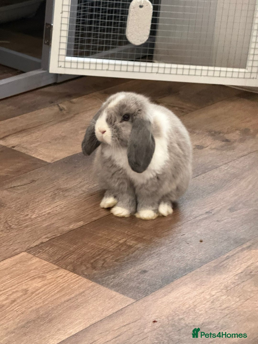 Mini Lop rabbits for sale: Two female rabbits with hutch  - Advert 2