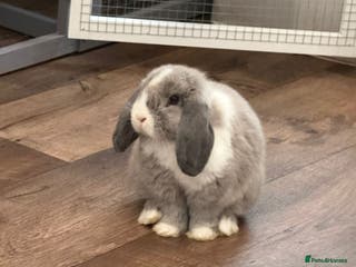Mini Lop rabbits Two bonded female rabbits - Advert 12