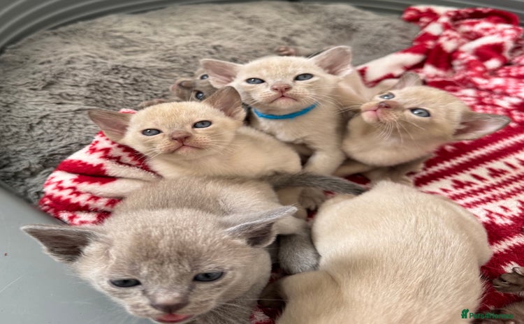 Burmese cats - Advert 2
