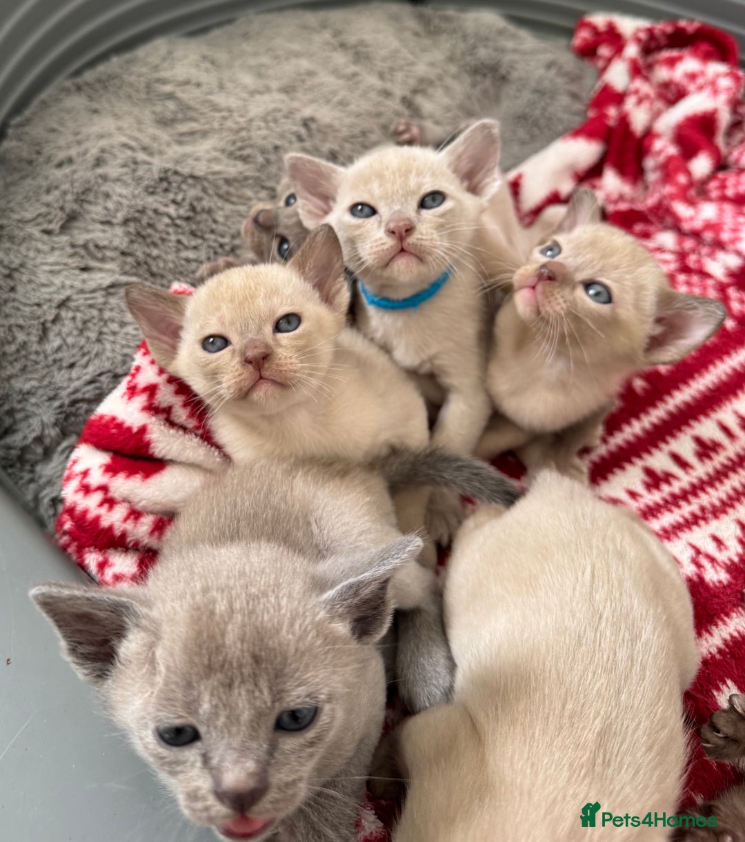 Burmese cats for sale: GCCF-registered, home-raised, Burmese kittens - Image 1