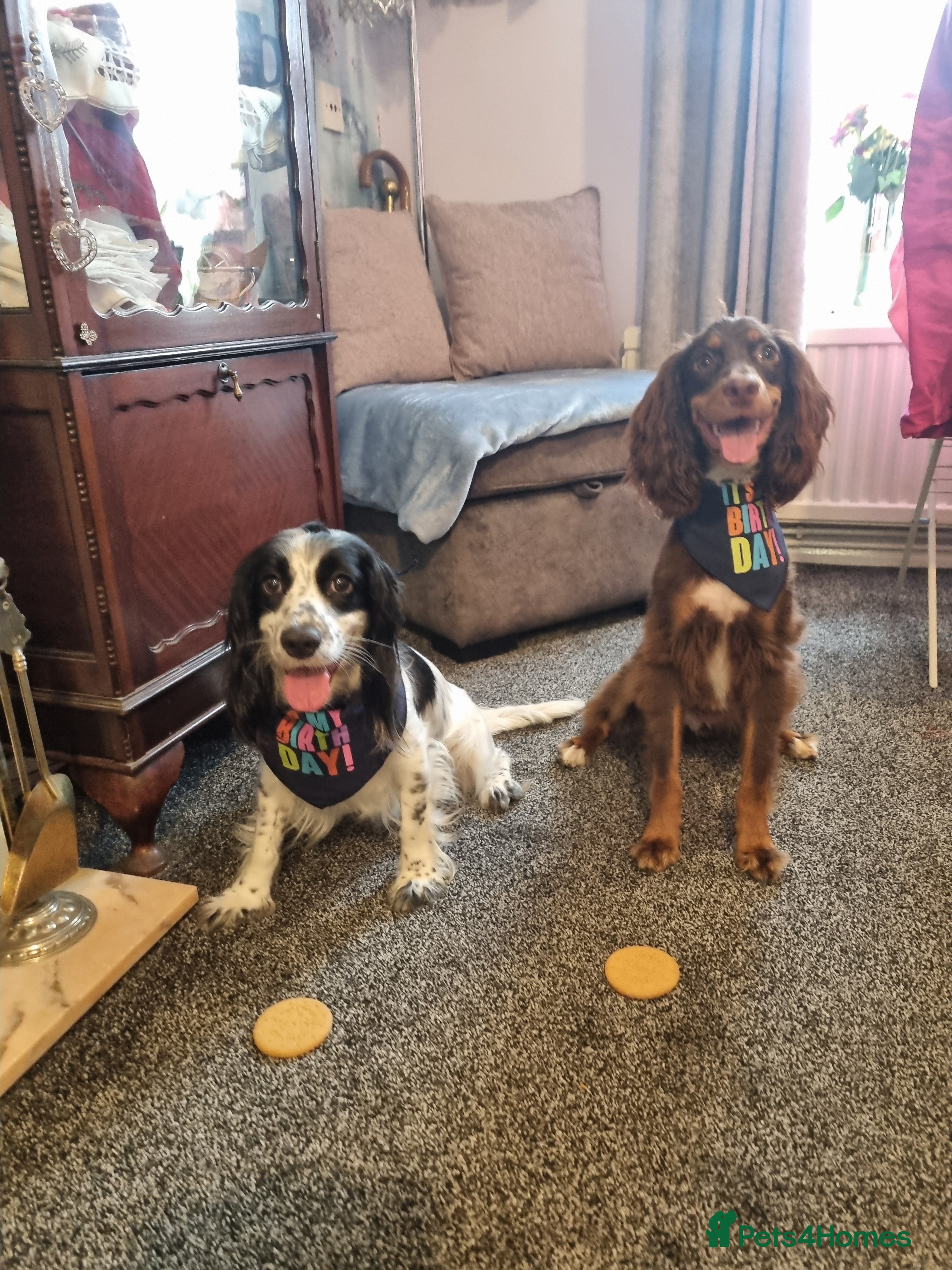 Cocker Spaniel dogs Spaniel looking for new loving home  - Advert 8