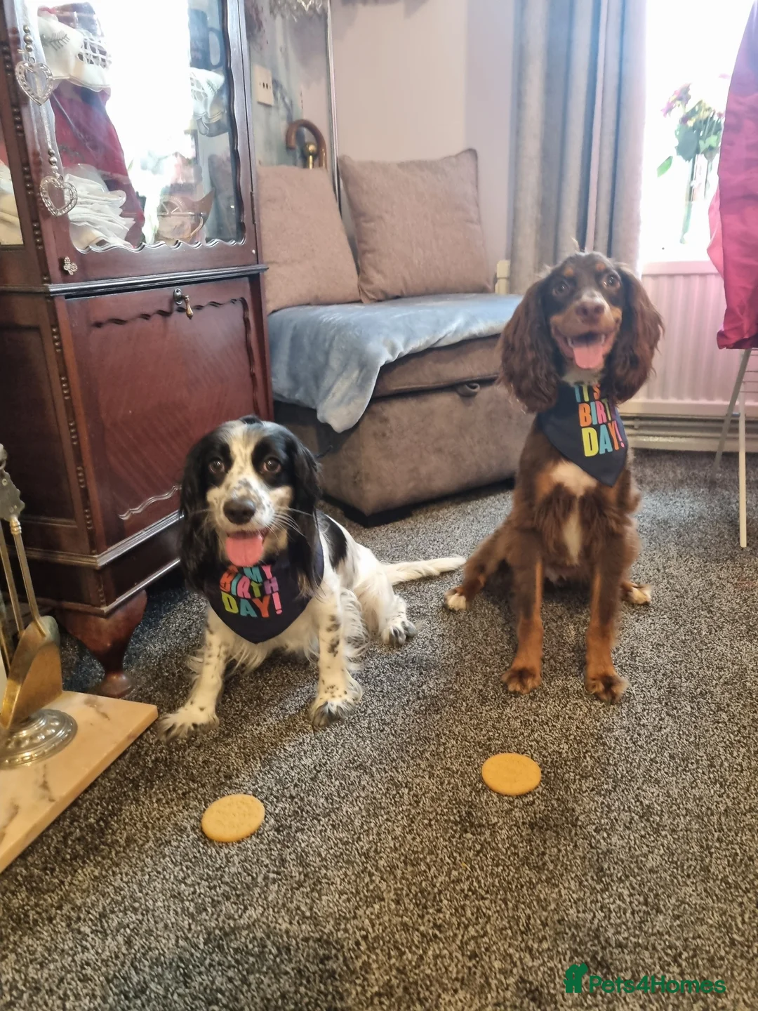 Cocker Spaniel dogs for sale: Spaniel looking for new loving home  - Advert 1