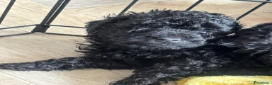 Cockapoo Puppy 2