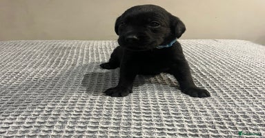 Labrador Retriever dogs - Advert 9
