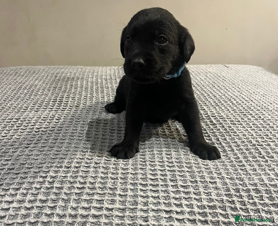 Labrador Retriever dogs for sale: Kc registered working labradors  - Image 3