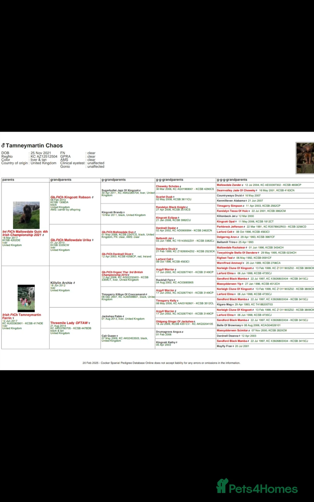 Cocker Spaniel dogs for stud: Kc liver and tan , extremely well bred and proven  - Advert 2