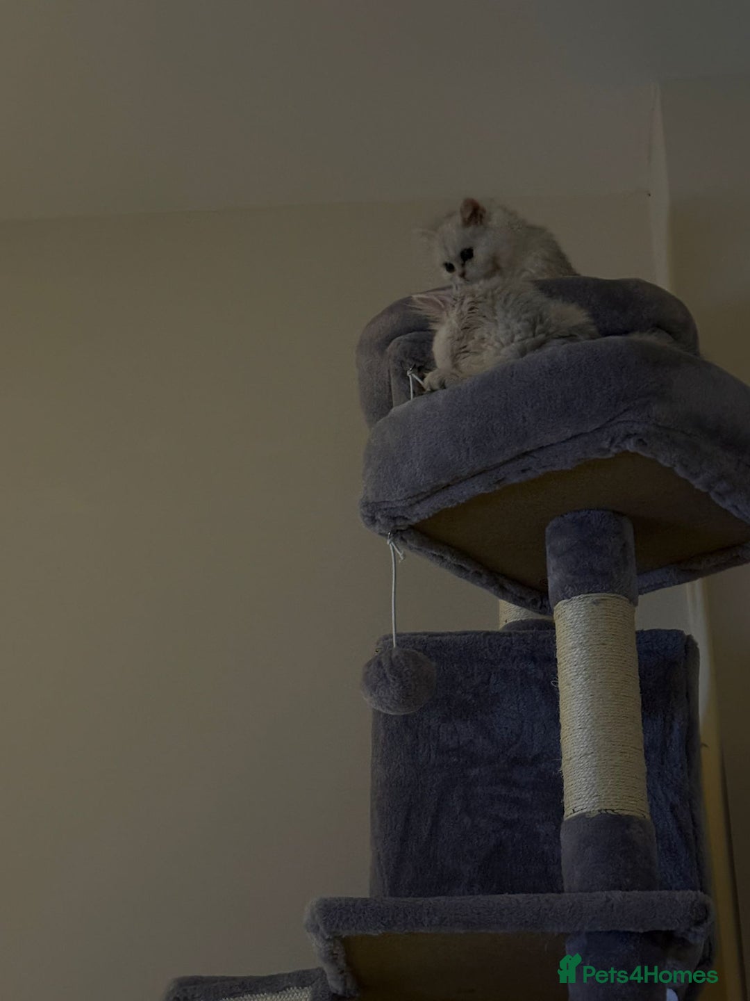 Persian cats for sale: Two stunning Chinchilla Persian Kittens - Advert 5