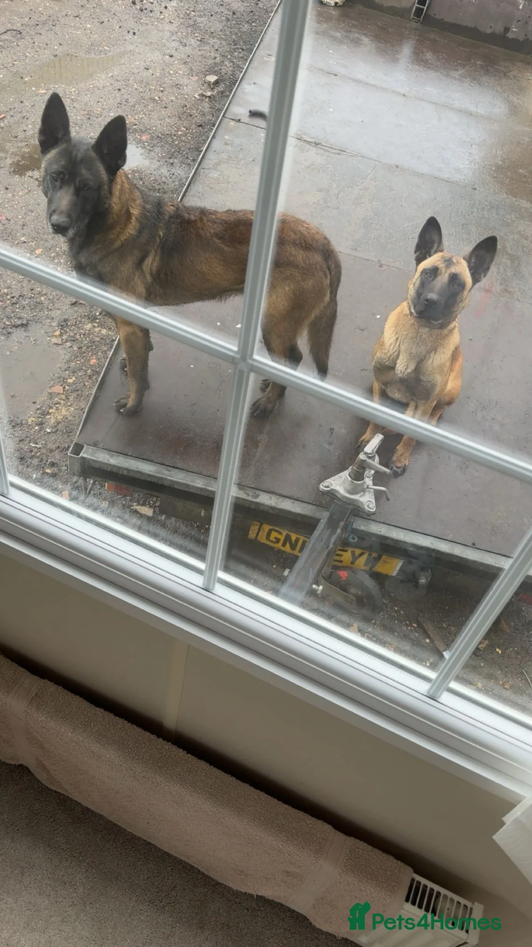 Belgian Shepherd Dog dogs for sale: Gorgeous Belgian Malinois Puppies - Advert 8