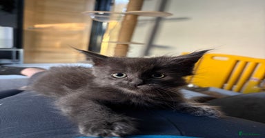 Maine Coon cats - Advert 1