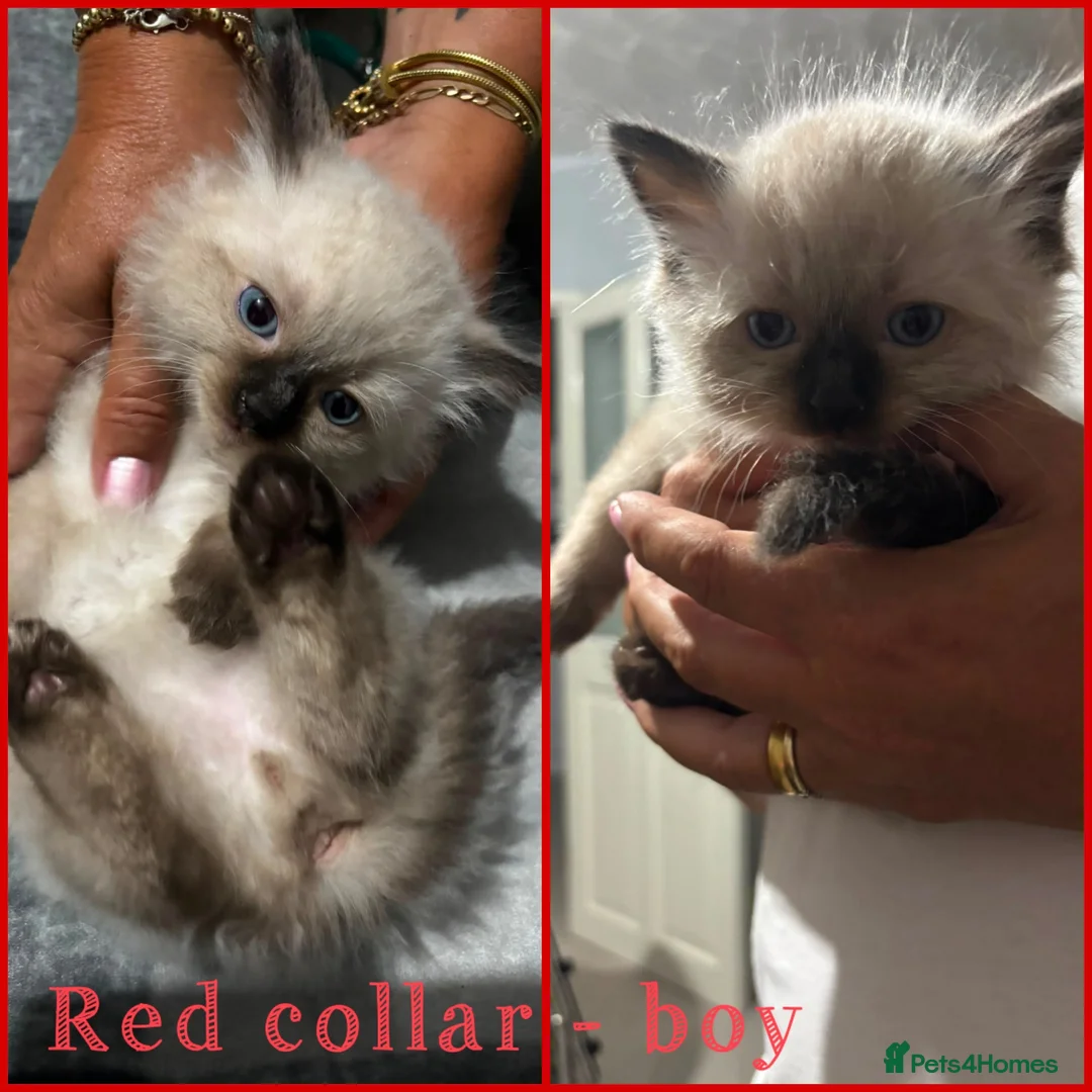 Ragdoll cats for sale: 💙 Ragdoll kittens – all boys 💙 in Leicester - Advert 2