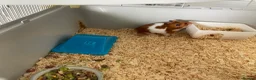 Hamster rodents for sale: Peanut the hamster - Advert 3