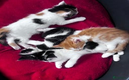 Mixed Breed cats for sale: Gorgeous Fluffy Kittens - Image 15