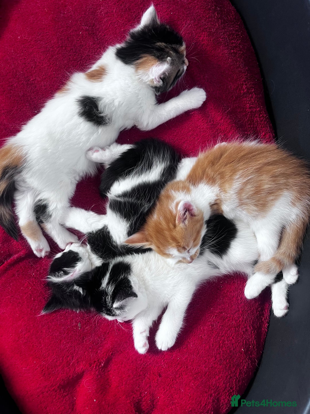 Mixed Breed cats for sale: Gorgeous Fluffy Kittens - Image 15