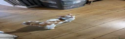 Domestic Shorthair cats for sale: 3 beautiful 6m old kittens need forever homes - Advert 6