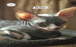 Sphynx cats for sale: ❤️ beautiful Canadian Sphynx ❤️ - Image 4