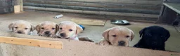 Labrador Retriever dogs for sale: SUPERB LABRADOR PUPPIES  in Dorchester - Advert 3