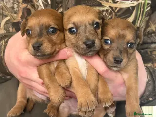 Jack Russell dogs Jack Russell puppies - Advert 1