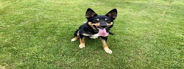 Ninja