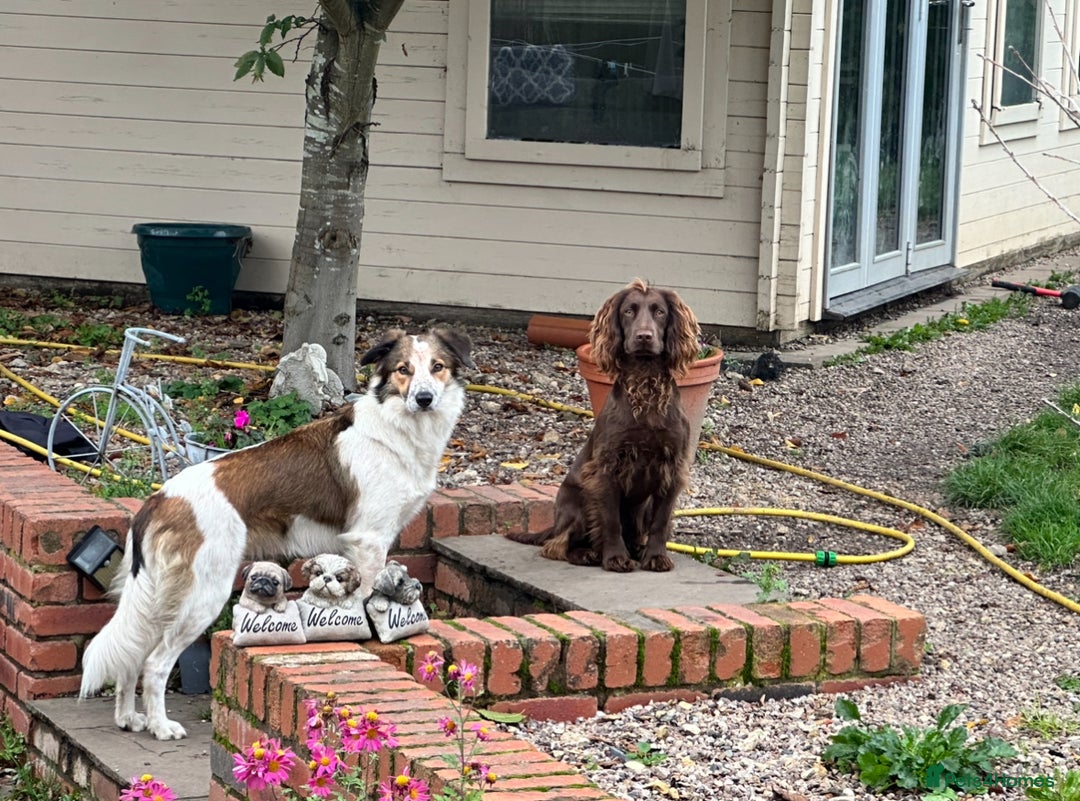 Cocker Spaniel dogs for sale: Cocker Spaniel Puppies looking for the best homes - Image 14